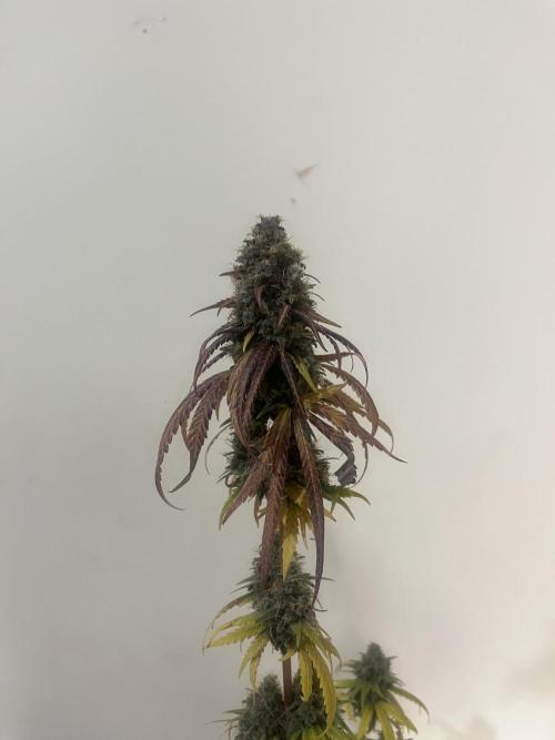 Runtz. MSNL. Week 16