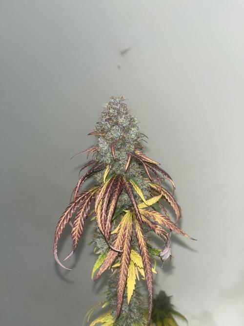 Runtz. MSNL. Week 16