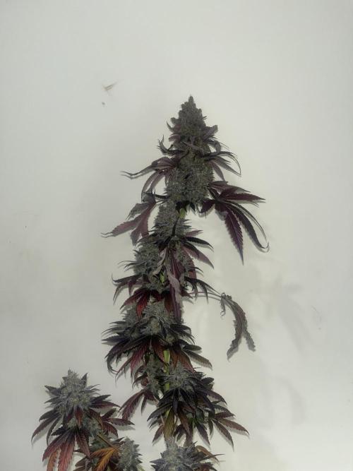 Runtz. MSNL. Week 16