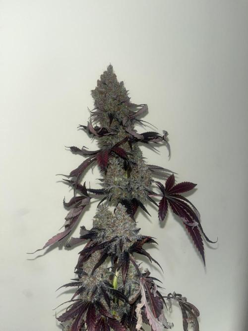 Runtz. MSNL. Week 16