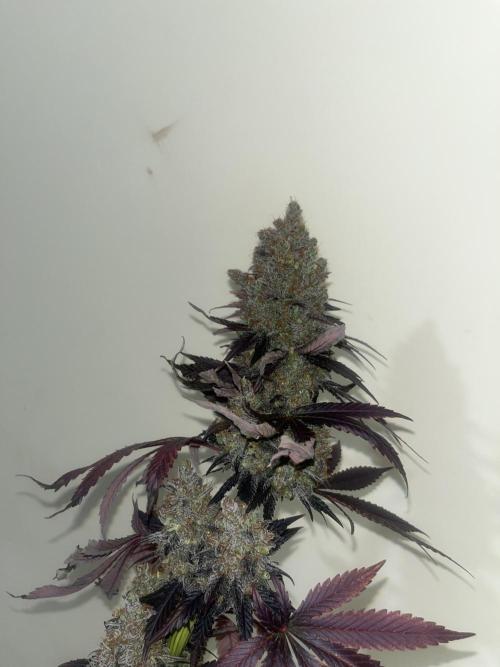 Runtz. MSNL. Week 16