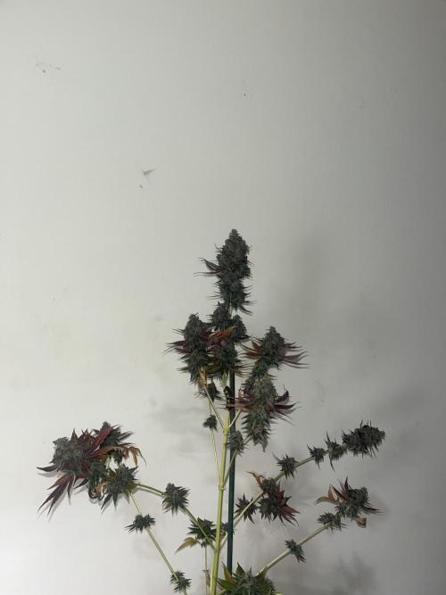 Gelato 44. RoyalQueenSeeds. Week 16