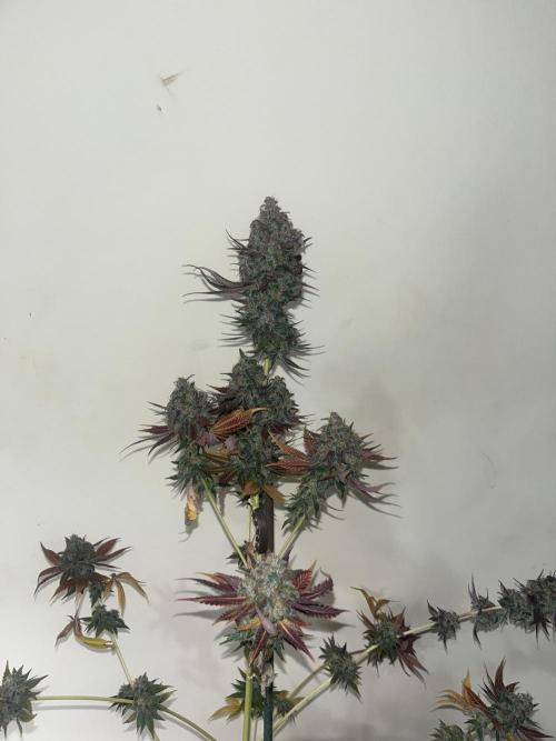 Gelato 44. RoyalQueenSeeds. Week 16