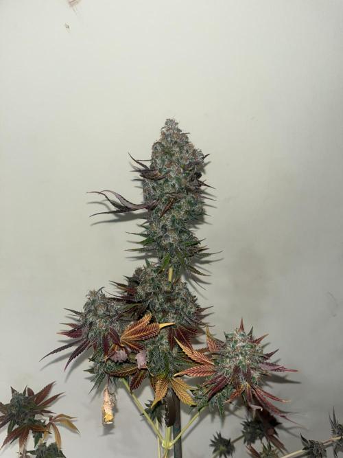 Gelato 44. RoyalQueenSeeds. Week 16