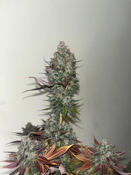 Gelato 44. RoyalQueenSeeds. Week 16