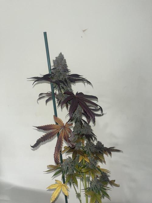 Gelato 44. RoyalQueenSeeds. Week 16