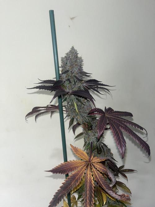 Gelato 44. RoyalQueenSeeds. Week 16