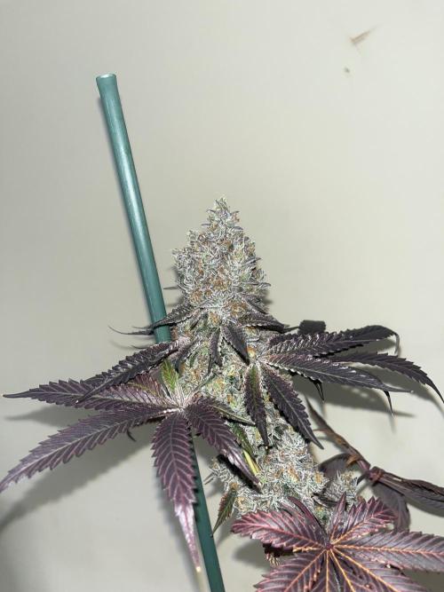 Gelato 44. RoyalQueenSeeds. Week 16