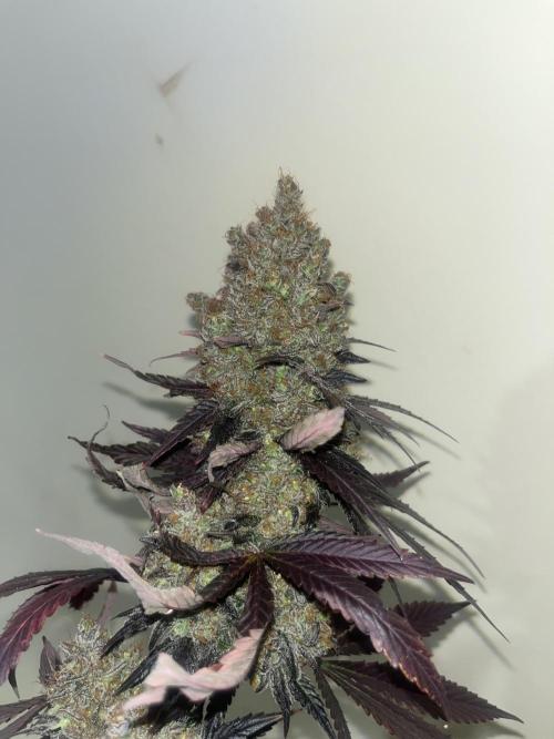 Gelato 44. RoyalQueenSeeds. Week 16