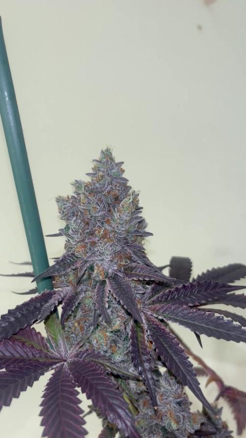 Gelato 44. RoyalQueenSeeds