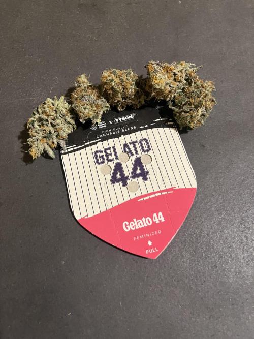 Gelato 44. RoyalQueenSeeds. Week 16