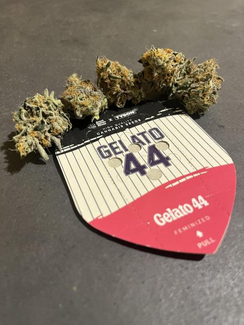 Gelato 44. RoyalQueenSeeds. Week 16