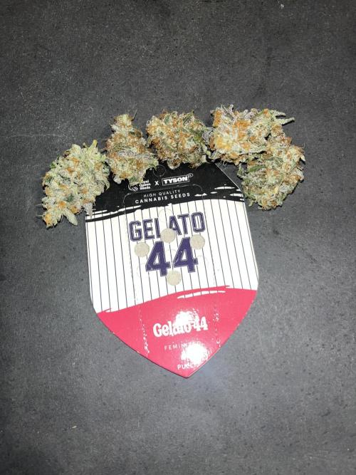 Gelato 44. RoyalQueenSeeds. Week 16