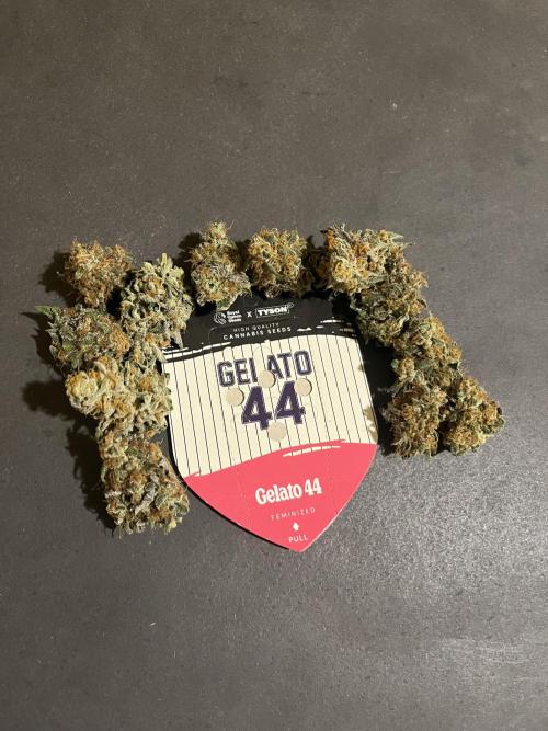 Gelato 44. RoyalQueenSeeds. Week 16