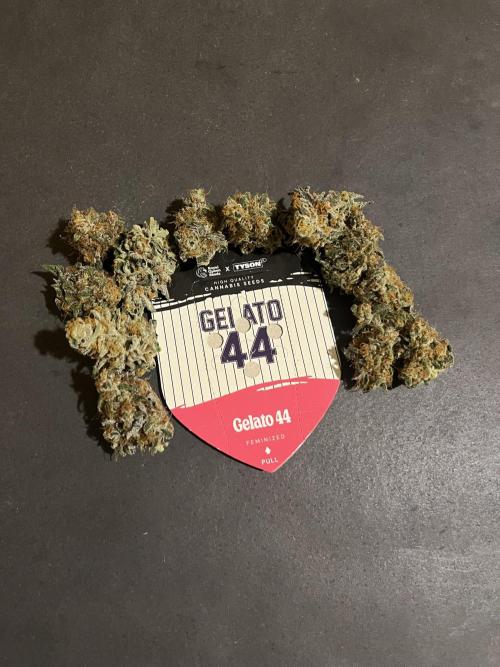 Gelato 44. RoyalQueenSeeds. Week 16