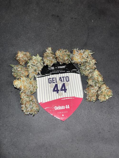 Gelato 44. RoyalQueenSeeds. Week 16