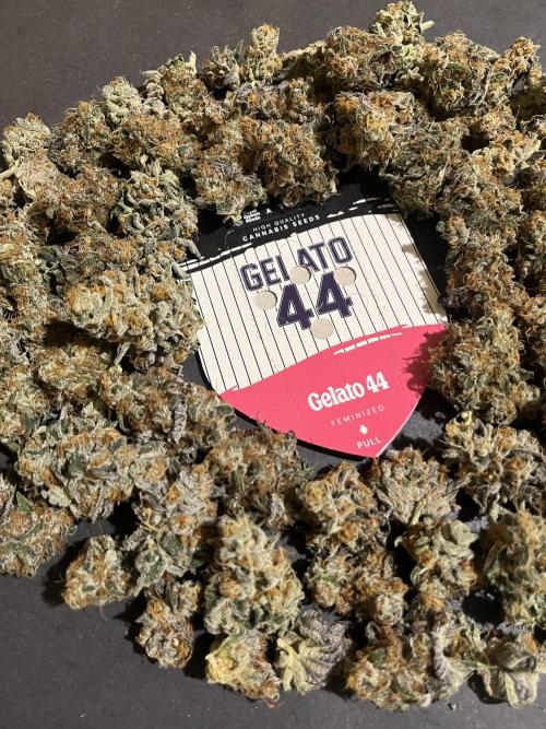 Gelato 44. RoyalQueenSeeds. Week 16