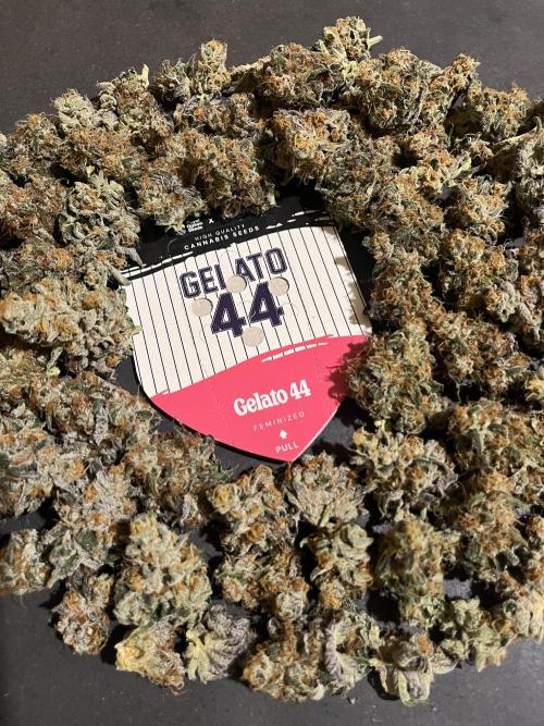 Gelato 44. RoyalQueenSeeds. Week 16