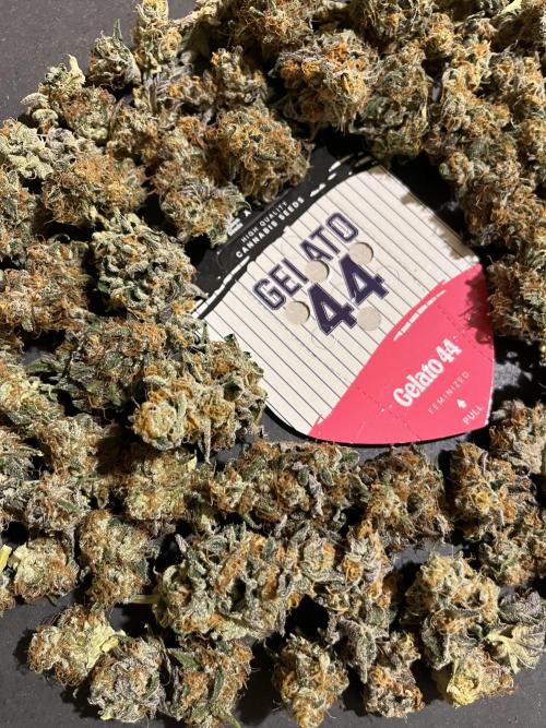Gelato 44. RoyalQueenSeeds. Week 16