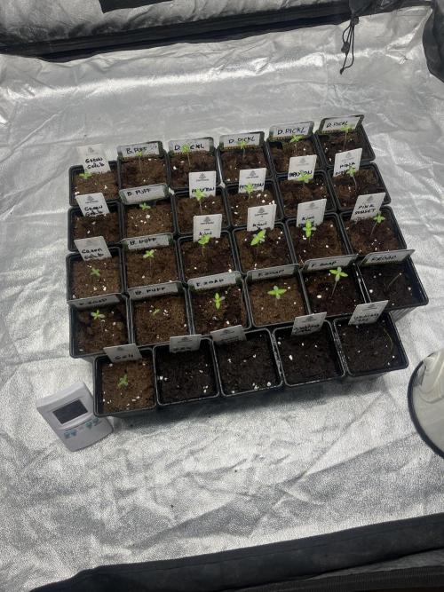 Fishy Zoap. Seedstockers. Week 0