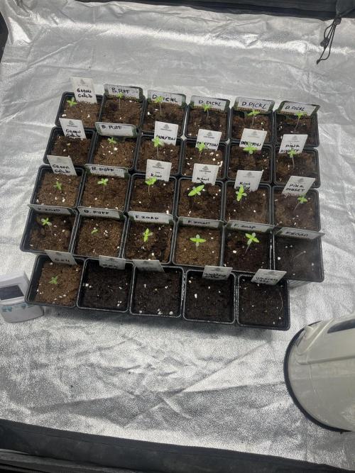 Drizl Pickl. Seedstockers. Week 0