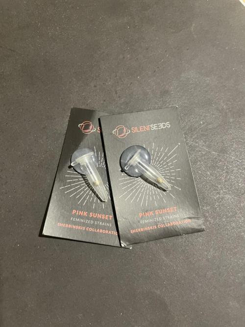 Pink Sunset. Silentseeds. Week 0