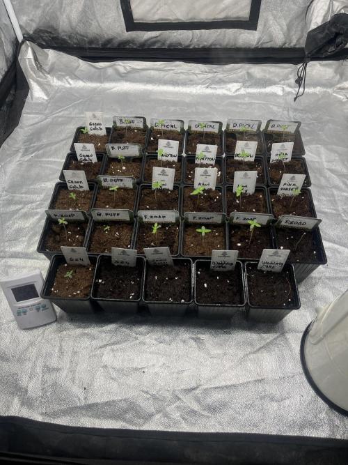 Pink Sunset. Silentseeds. Week 0