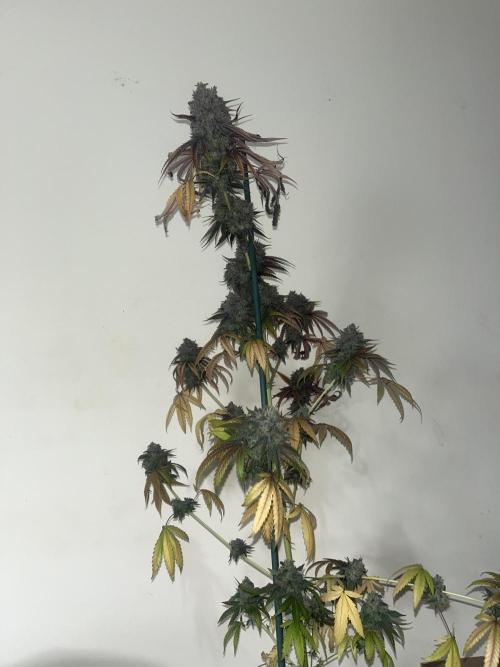 Lemon Cherry Runtz. Fastbuds. Week 17