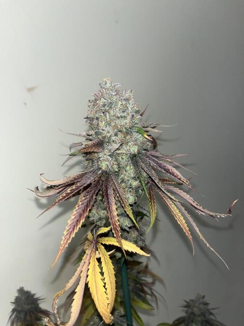 Lemon Cherry Runtz. Fastbuds. Week 17