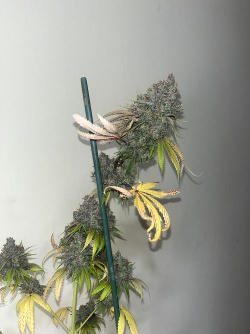 Lemon Cherry Runtz. Fastbuds. Week 17