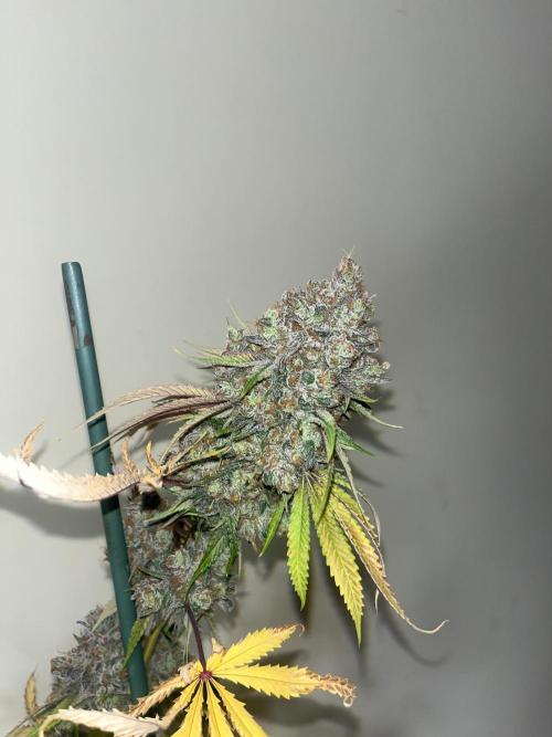 Lemon Cherry Runtz. Fastbuds. Week 17