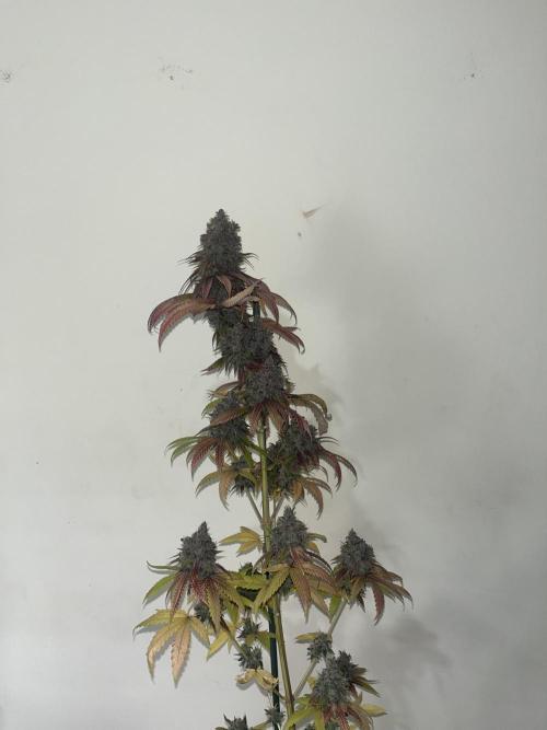 Lemon Cherry Runtz. Fastbuds. Week 17