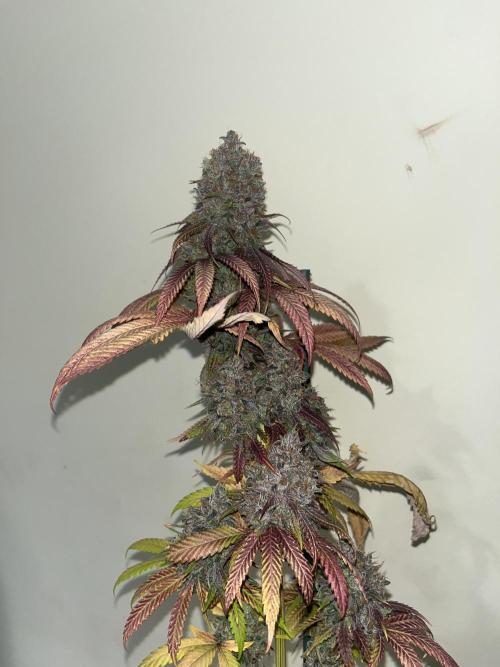 Lemon Cherry Runtz. Fastbuds. Week 17