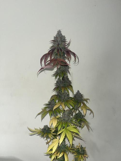 Lemon Cherry Runtz. Fastbuds. Week 17