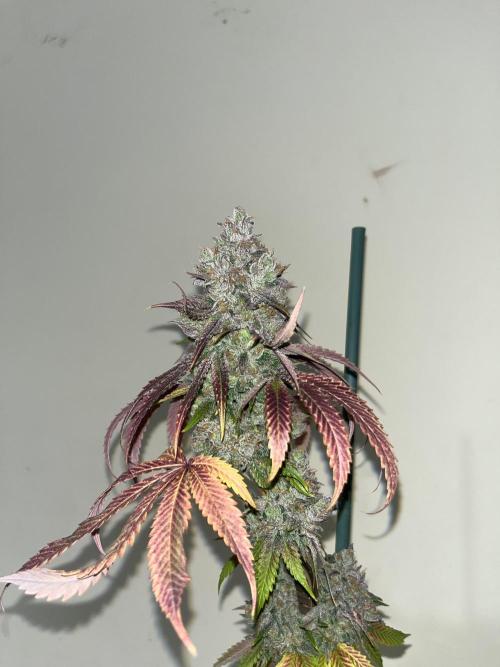 Lemon Cherry Runtz. Fastbuds. Week 17