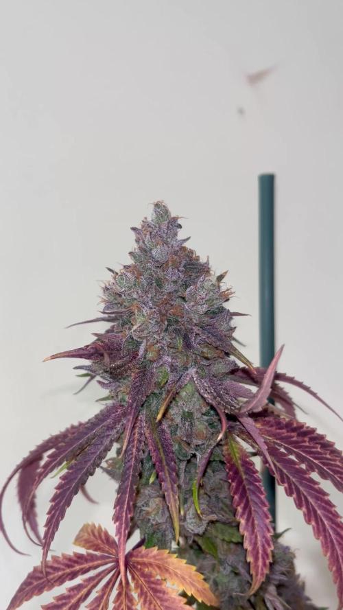 Lemon Cherry Runtz. Fastbuds