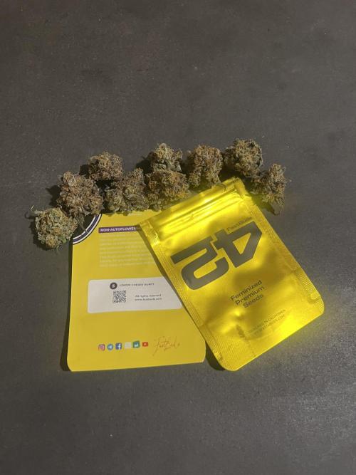 Lemon Cherry Runtz. Fastbuds. Week 17