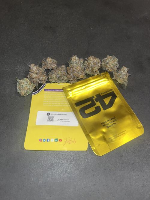 Lemon Cherry Runtz. Fastbuds. Week 17