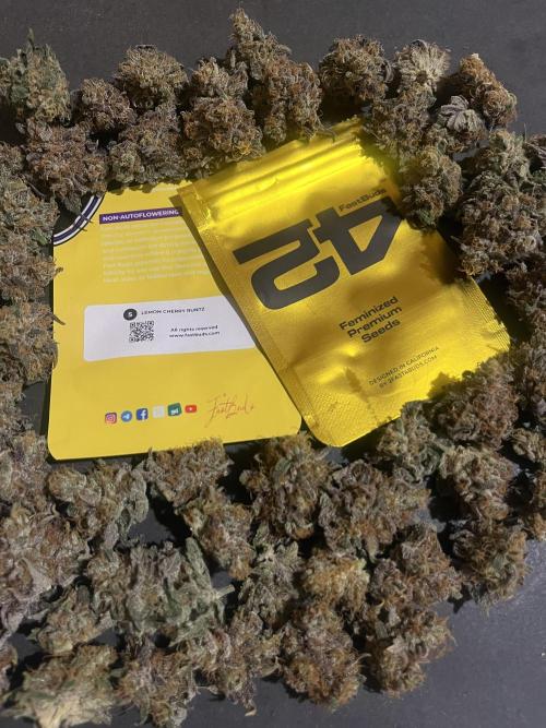 Lemon Cherry Runtz. Fastbuds. Week 17