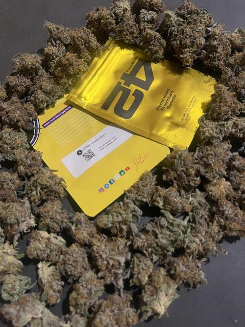 Lemon Cherry Runtz. Fastbuds. Week 17