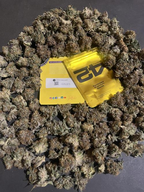 Lemon Cherry Runtz. Fastbuds. Week 17