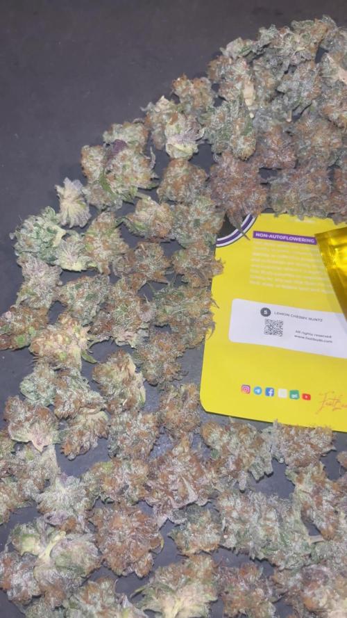 Lemon Cherry Runtz. Fastbuds