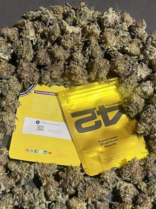 Lemon Cherry Runtz. Fastbuds. Week 17