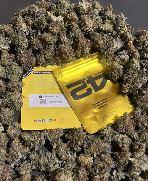 Lemon Cherry Runtz. Fastbuds. Week 17