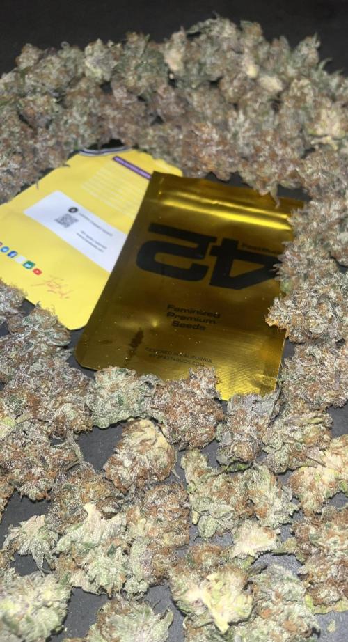 Lemon Cherry Runtz. Fastbuds. Week 17