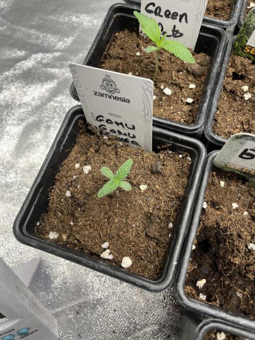 Gomu Gomu Mango. HighBreed. Week 1