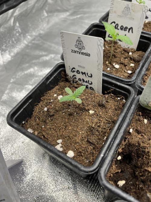 Gomu Gomu Mango. HighBreed. Week 1