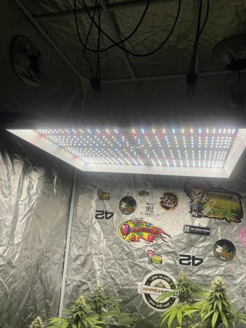 Gomu Gomu Mango. HighBreed. Week 1