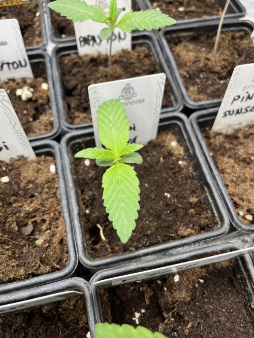 Kiwi x Papaya. Mavericks Genetics. Week 1