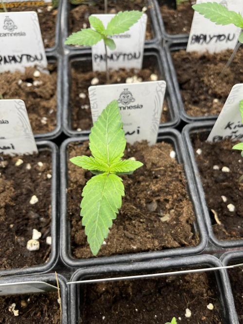 Kiwi x Papaya. Mavericks Genetics. Week 1